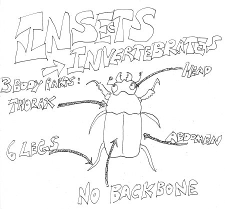Mini beasts Fearsome facts page_crop_450